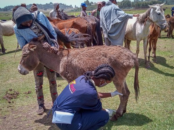 A SPANA Ethiopia vet treats a donkey for lameness during a mobile clinic