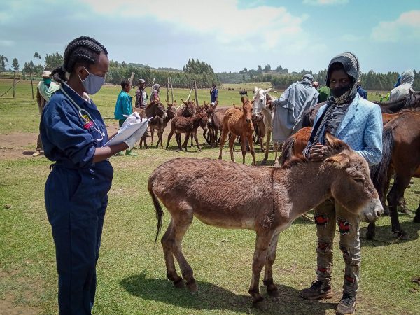 A SPANA Ethiopia vet treats a donkey for lameness during a mobile clinic