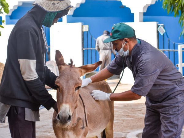 Donkey being examined by vet