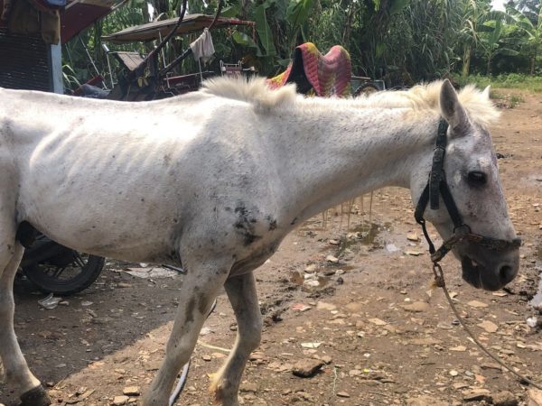 Working horse with arthritis