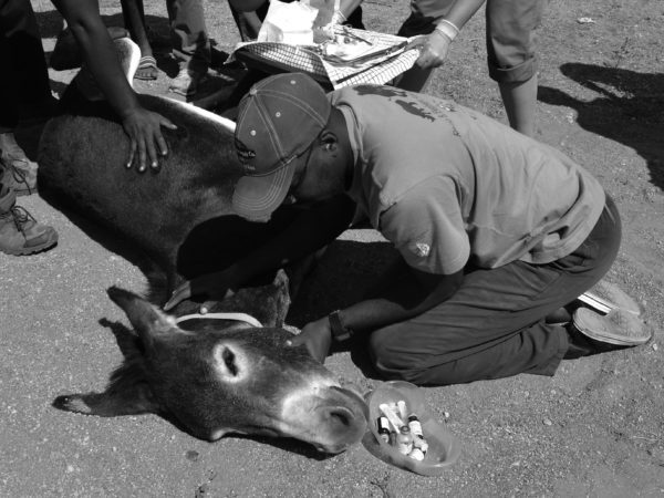 Wounded working donkey needing treatment