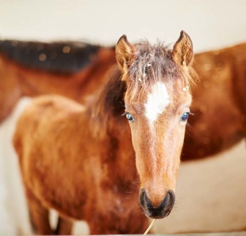 Brown foal looking directly at the camera.
