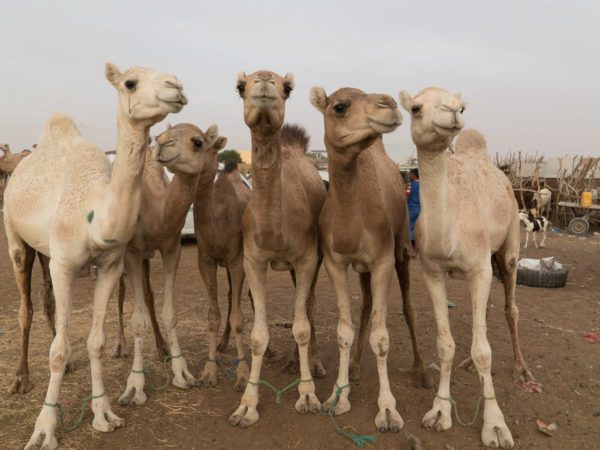 A lady stands in front of three camels in the Sahara Desert as she participates in a trek to raise funds for SPANA.
