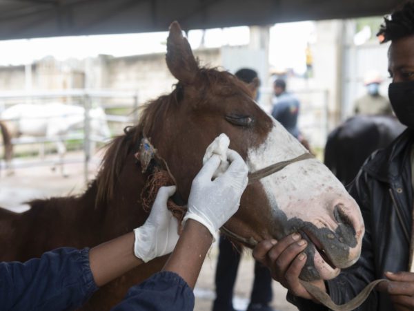 Horse eye infection veterinary treatment