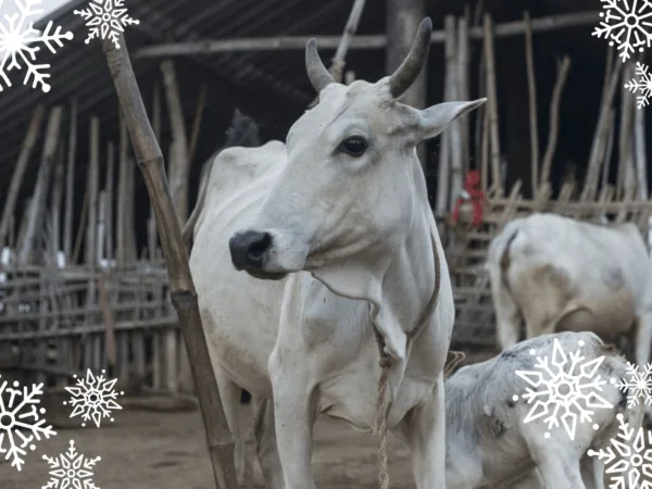 Image of a working cow