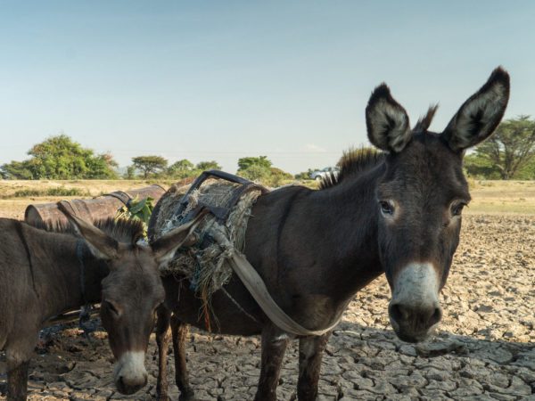 Working donkey affected by drought in Ethiopia