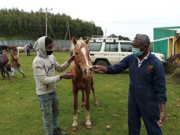 SPANA vet supplying horse owner with eye ointment for infected eye
