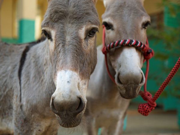 Two working donkeys Africa