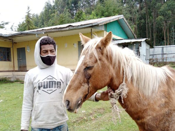 Working horse discharging eye ocular condition
