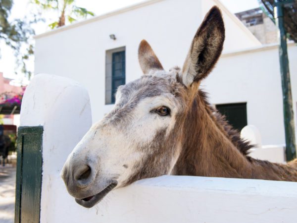 Happy donkey in stable - knitting and crocheting for animal charity