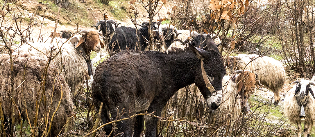 At this difficult time, help us reach more working animals - Working ...