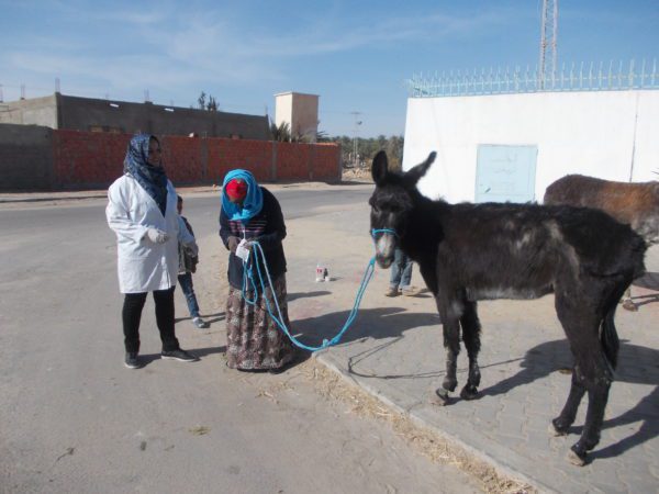 Working donkey in Tunisia receives treatment for scabies (also known as mange) in rural Tunisia