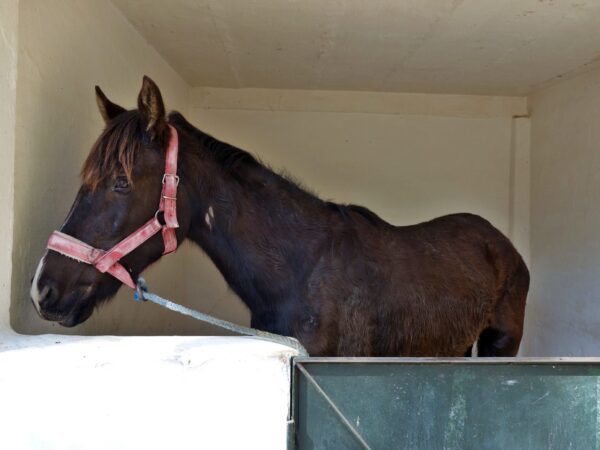 Horse-surgery-treatment-stable
