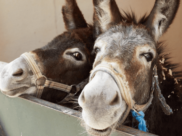 A lady stands in front of three camels in the Sahara Desert as she participates in a trek to raise funds for SPANA.