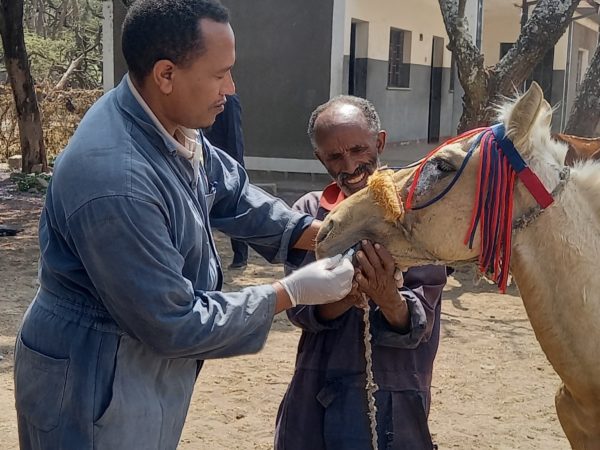 Two men in blue SPANA vet overalls holding a horses mouth