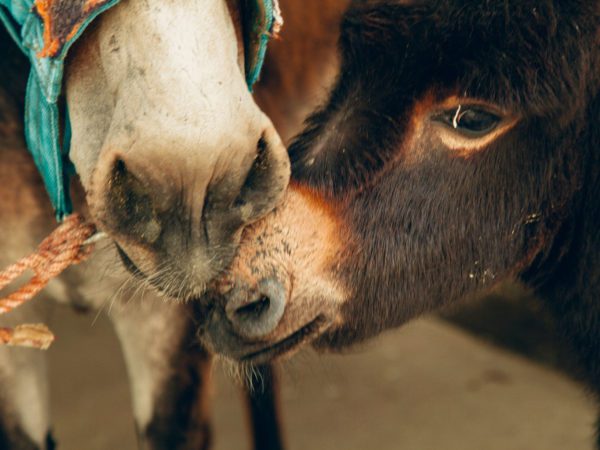 A working donkey being treated by SPANA vets nuzzles its newborn in Marrakech, Morocco.