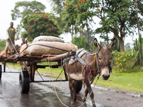 Working donkey pulling cart