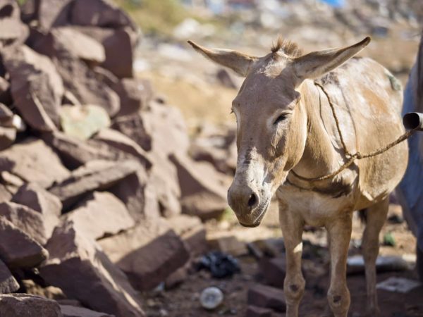 Working donkey suffering from dental disease