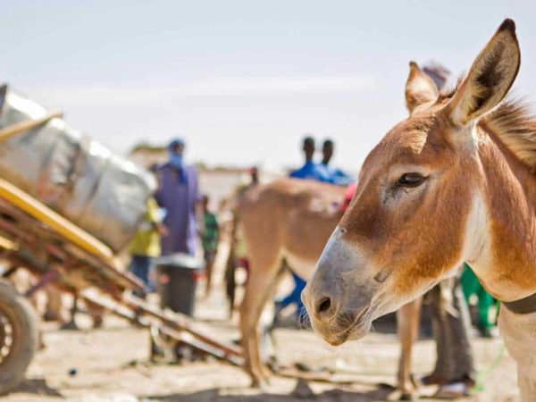 Working donkey with harness pulling cart