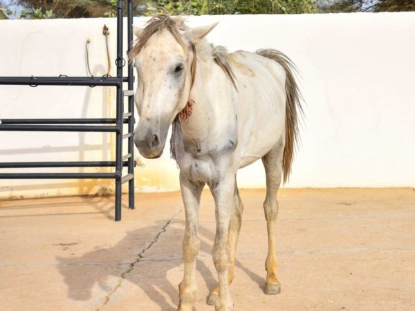 A horse with arthritis in Mauritania