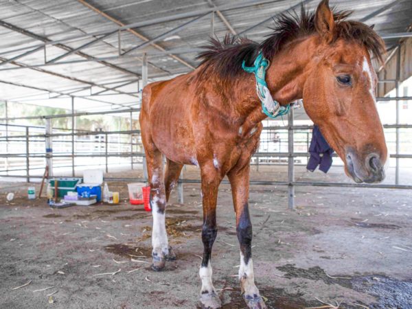 EZL horse