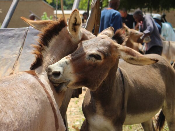 Two donkeys looking affectionate with a hug and kiss