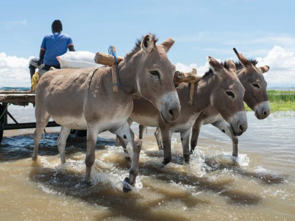 Three donkeys pulling a cart through shallow water with a man wearing a blue tshirt sitting on the cart