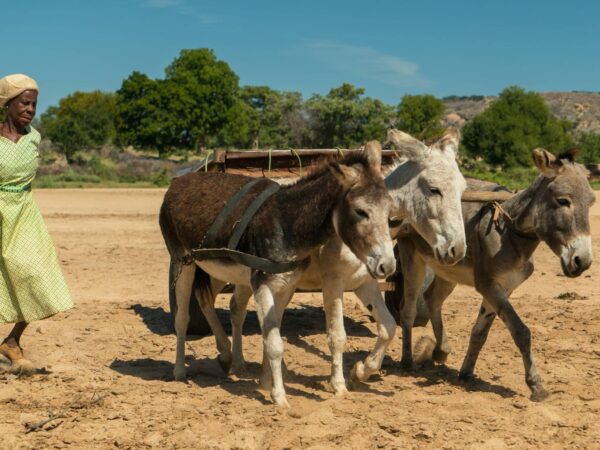 Three donkey's pulling a cart along sand with a woman wearing a green dress watching them