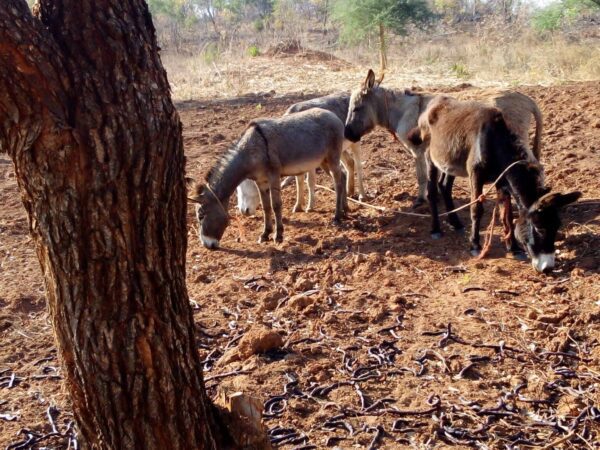 Four donkeys standing in a very muddy field