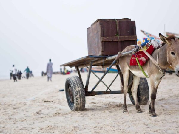 Working donkey pulling a cart with a large box on top across the sand