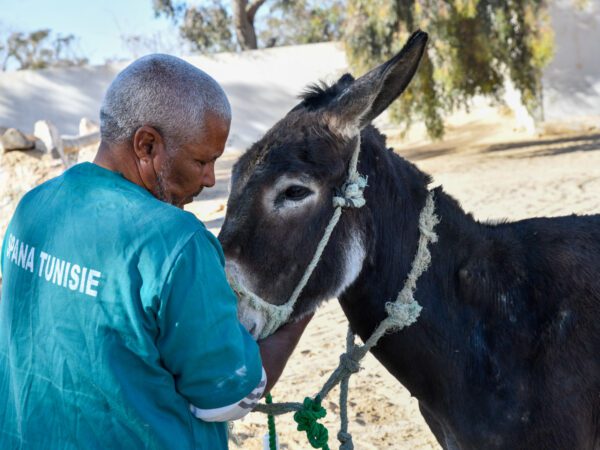 Horse being examined and cared for by SPANA vets.