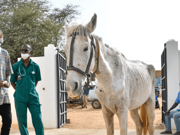 A horse suffering from malnutrition is being treated by SPANA veterinarians. The animal is thin and weak and its ribs are exposed through its skin.