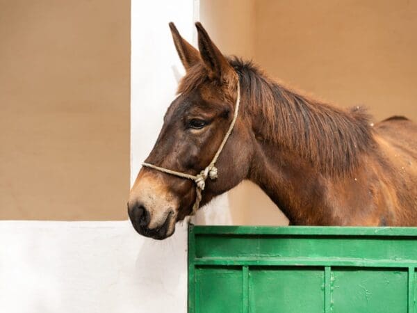 A cute, happy-looking horse stands alone in a stable.