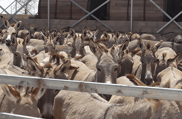 Victims of the donkey skins trade wait masses together in an encosure in Africa.