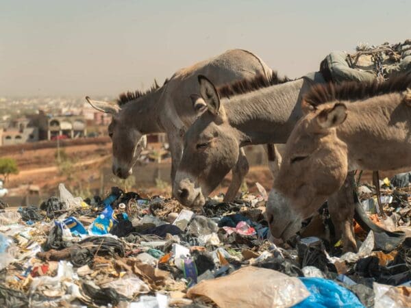 Three donkeys rummaging through plastic at a rubbish dump.