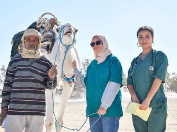 A camel with suspected scabies was treated by SPANA vets at a mobile clinic in Tunisia