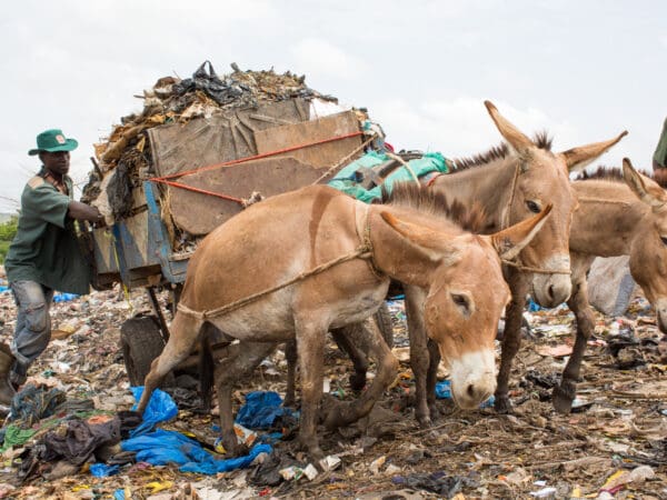 Exhausted donkeys pulling heavy loads of rubbish to the towering rubbish dumps of Bamako, Mali.