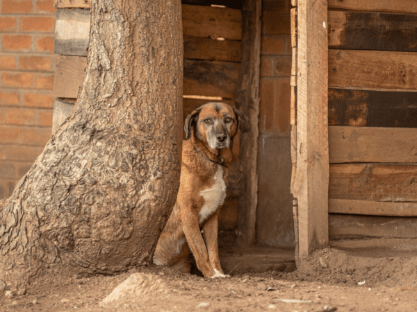 A sad-looking dog next to a tree.