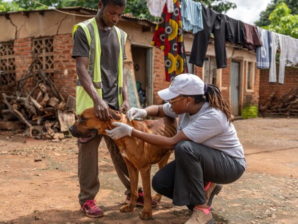 A skinny dog receives treatment.
