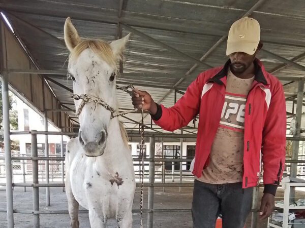 A horse involved in an accident on the road waits for treatment at a SPANA vet centre