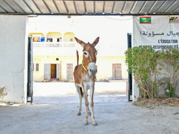 A working donkey was treated for parasites at a SPANA veterinary centre in Mauritania