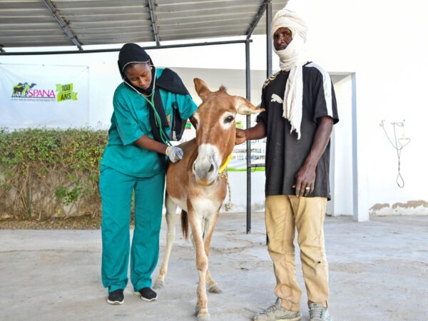 A working donkey is treated by a SPANA vet at a centre in Mauritania