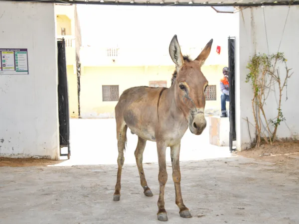 A donkey waiting to be treated at a clinic