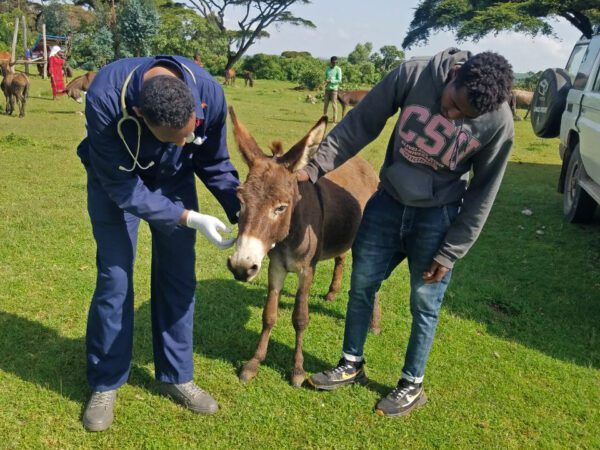 A donkey suffering from tetanus is examined by a vet in Ethiopia