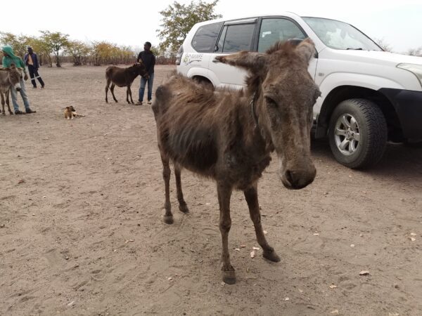 A donkey with flaking skin and ribs showing