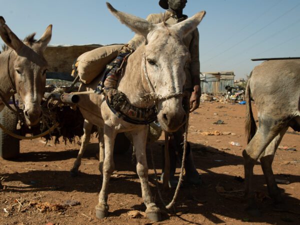 A working donkey-from Mali waits for treatment at a SPANA mobile veterinary clinic