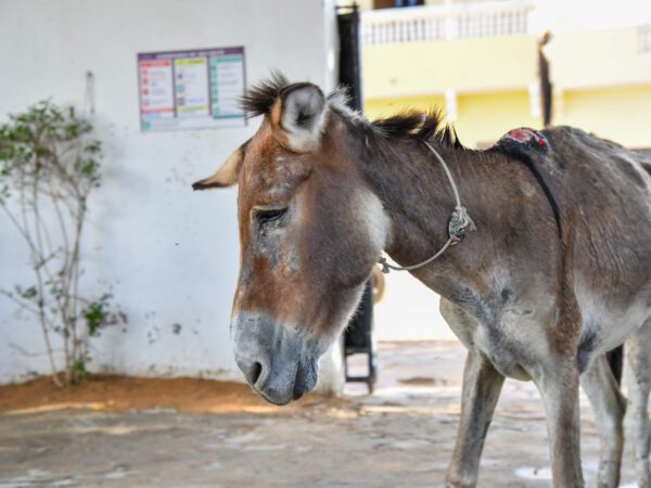 Tekki the donkey developed agonising wounds from a poorly fitted harness.