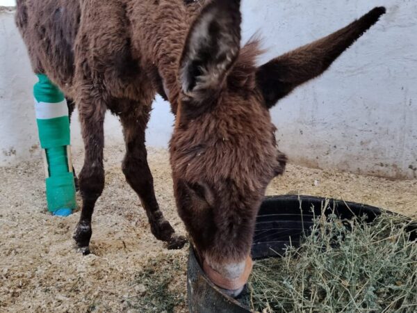 brown donkey foal with injured leg wrapped in a green bandage eats grass from a tub