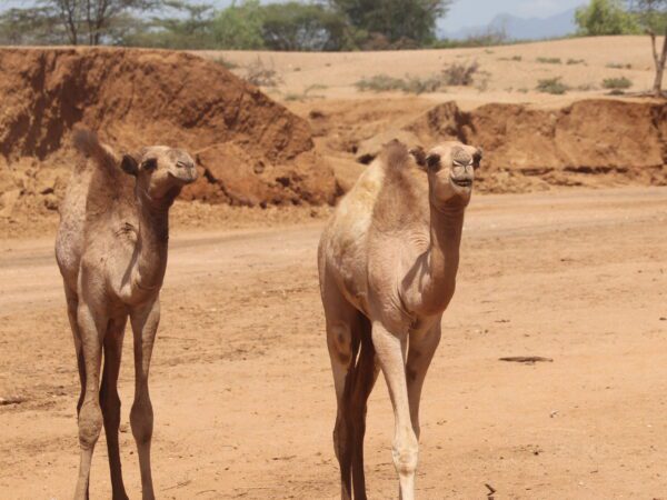 two camels walk along with desert landscape in the background