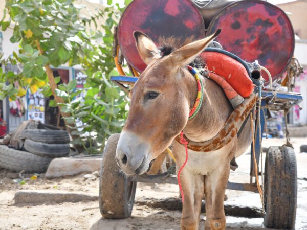 A brown donkey attached to a cart pulling two water drums